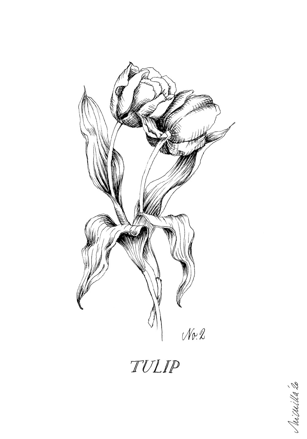 1000-Botanical-Illustration-Ink-Tulip
