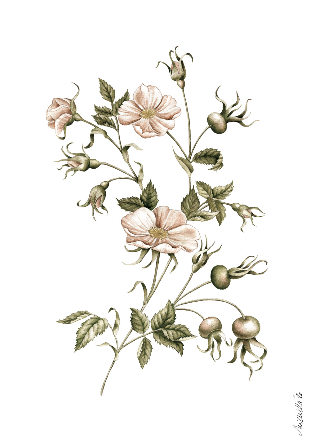 1000-Botanical-Illustration-watercolor-dog-rose