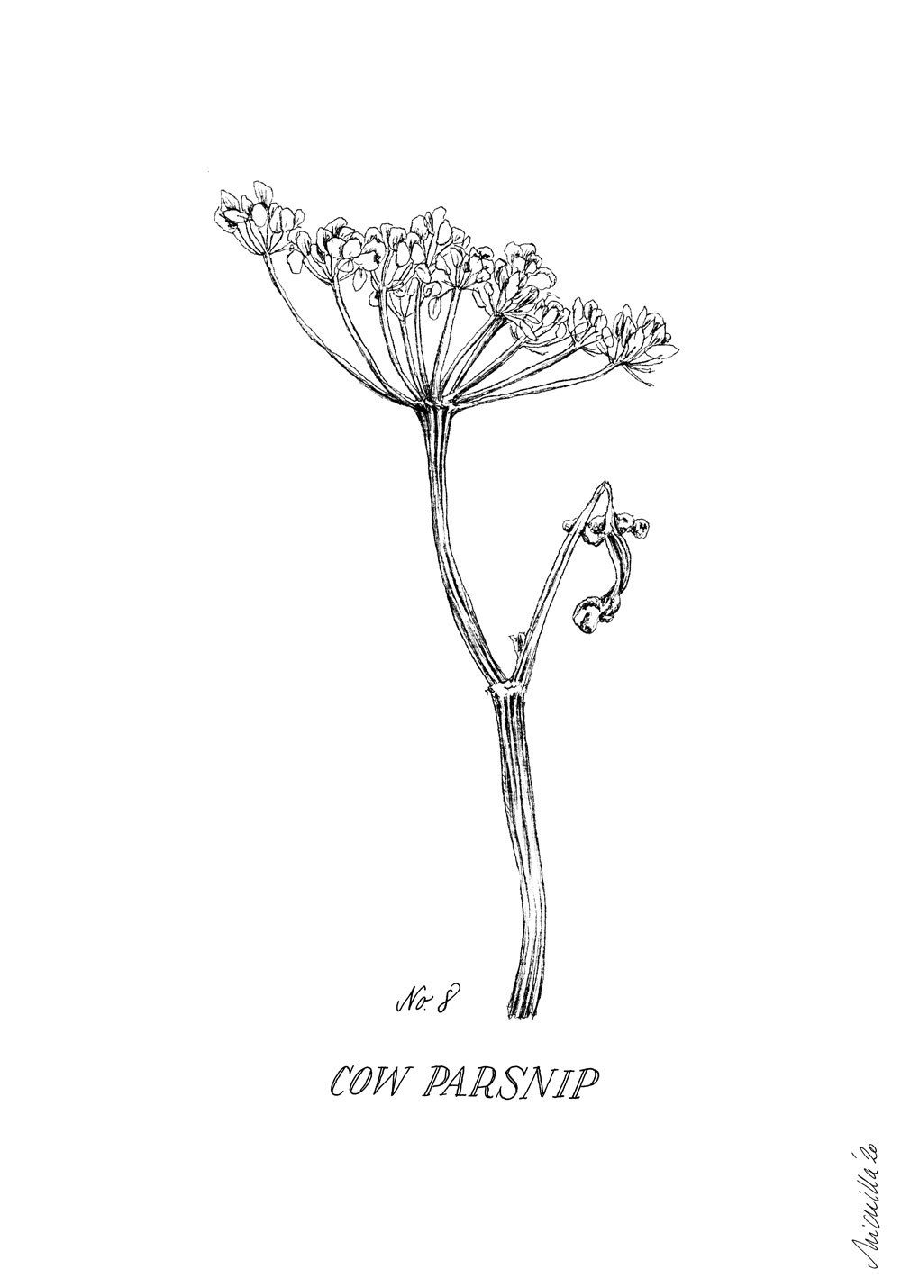1000-botanical-illustration-cow-parsnip