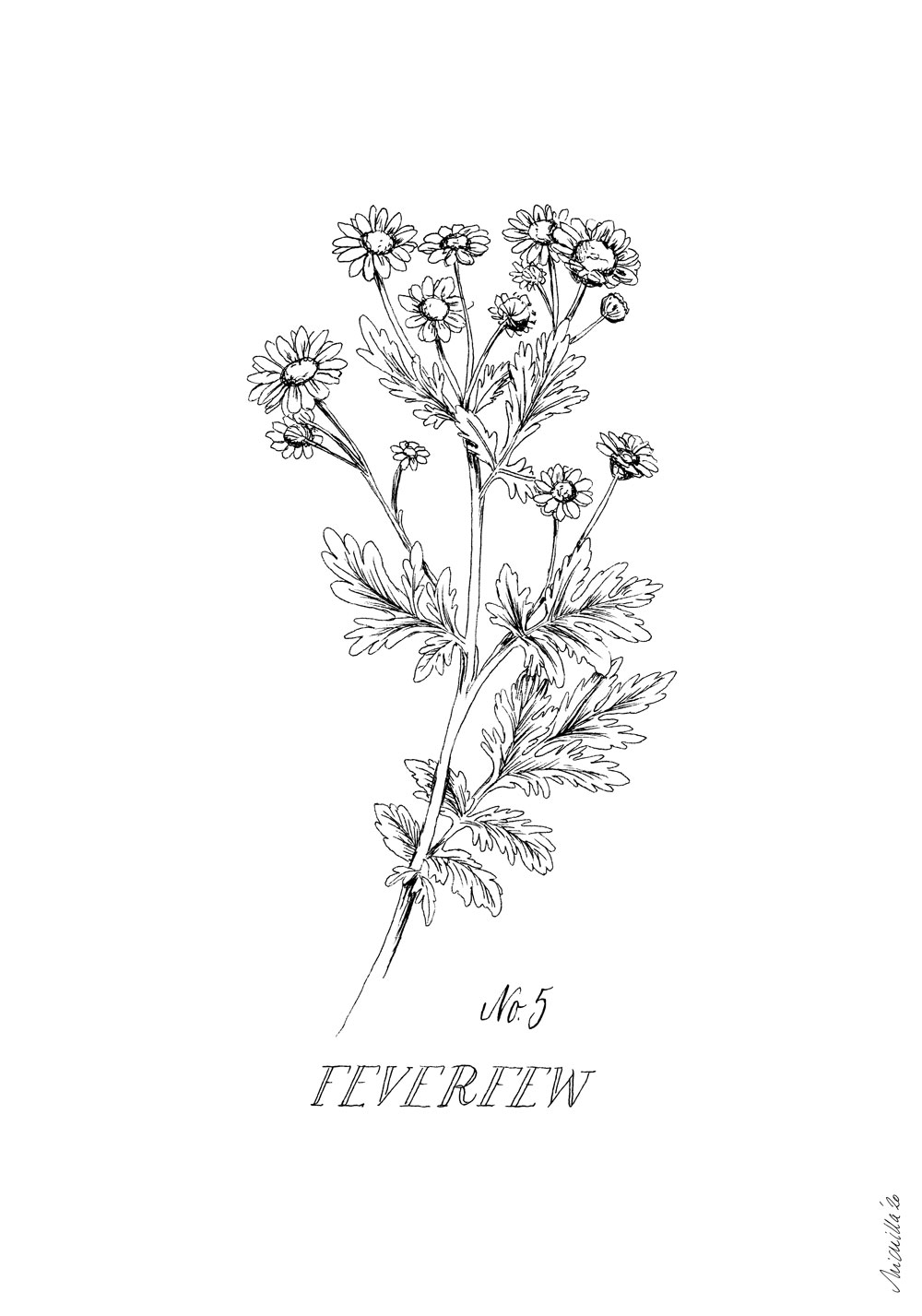 1000-botanical-illustration-feverfew
